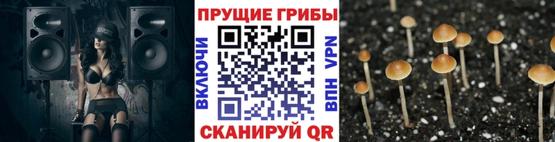 Псилоцибиновые грибы Magic Shrooms Купить закладки Сурск